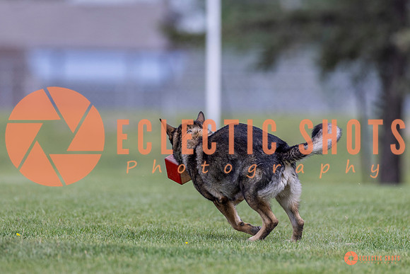 2025-K9Force-MayExams-6611