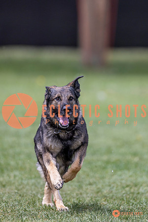2025-K9Force-MayExams-7734