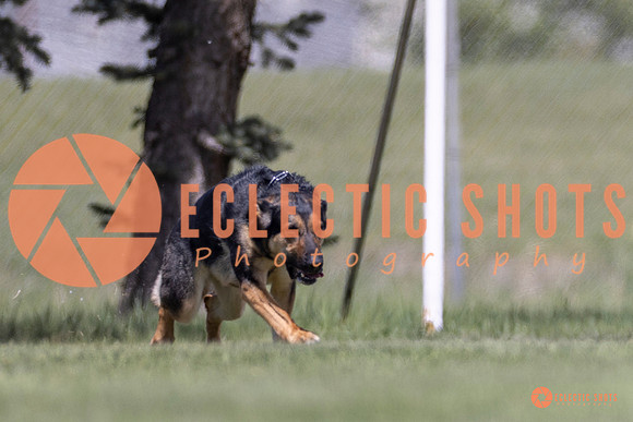 2025-K9Force-MayExams-8044