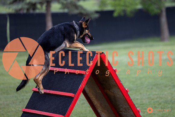 2025-K9Force-MayExams-6204
