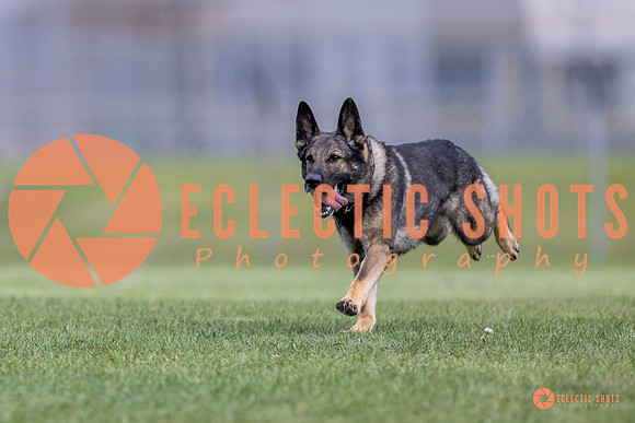 2025-K9Force-MayExams-6571