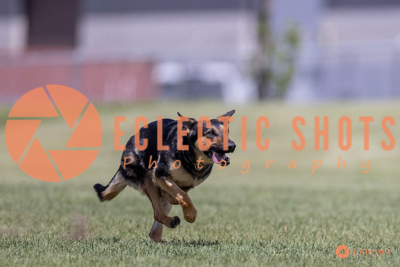 2025-K9Force-MayExams-8072
