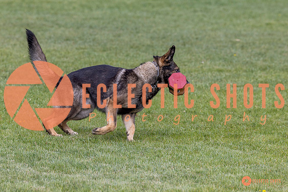 2025-K9Force-MayExams-5862
