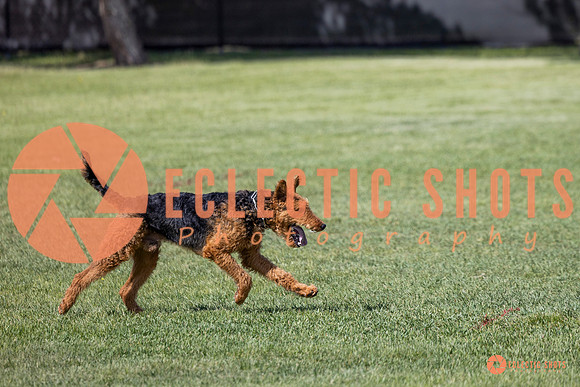 2025-K9Force-MayExams-7393