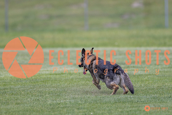 2025-K9Force-MayExams-6648