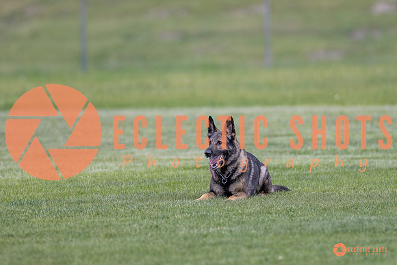 2025-K9Force-MayExams-6678