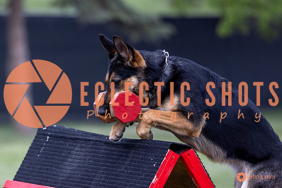 2025-K9Force-MayExams-6245