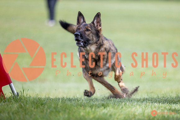 2025-K9Force-MayExams-6291