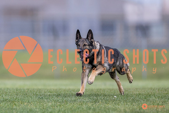 2025-K9Force-MayExams-6570