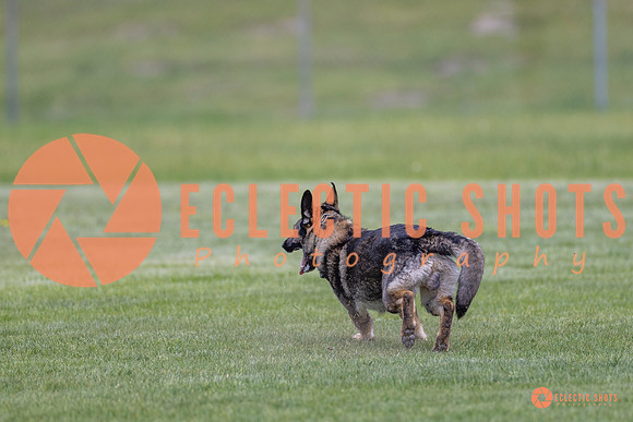 2025-K9Force-MayExams-6649