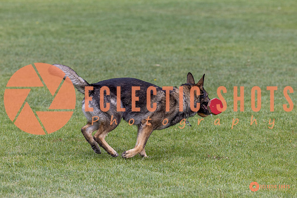 2025-K9Force-MayExams-5864