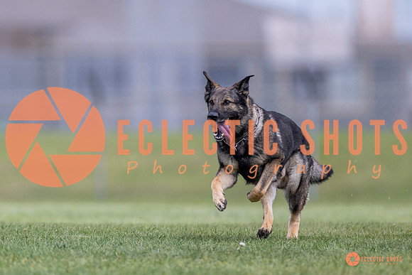 2025-K9Force-MayExams-6568