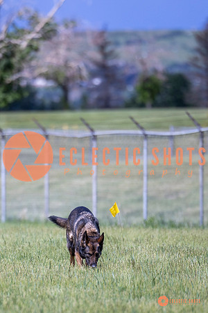 2025-K9Force-MayExams-Kaia-7472