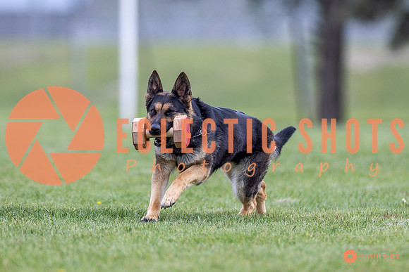 2025-K9Force-MayExams-6333