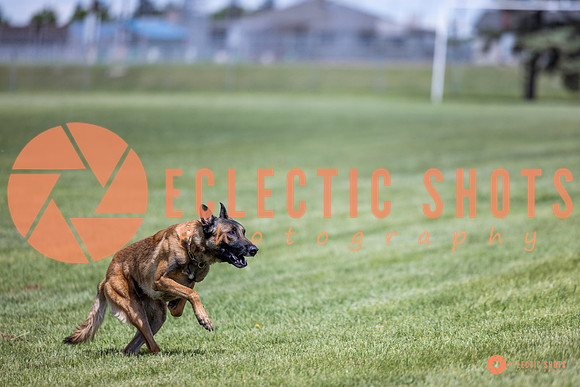 2025-K9Force-MayExams-7663