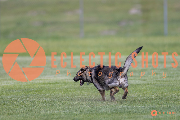 2025-K9Force-MayExams-6651