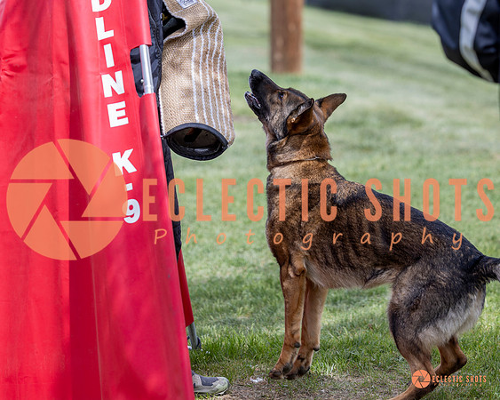 2025-K9Force-MayExams-6349