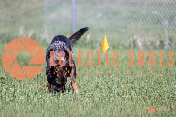 2025-K9Force-MayExams-Kaia-7411