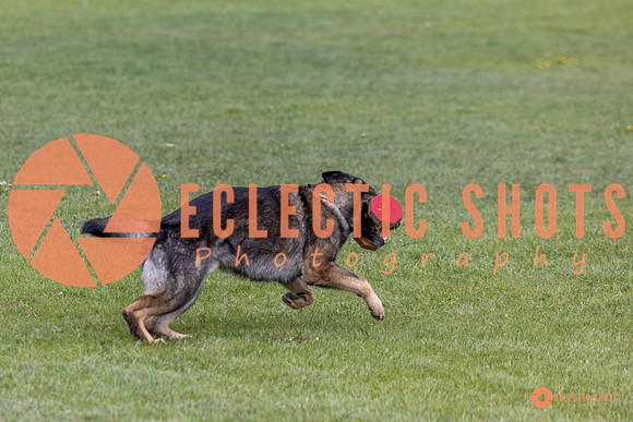 2025-K9Force-MayExams-5867