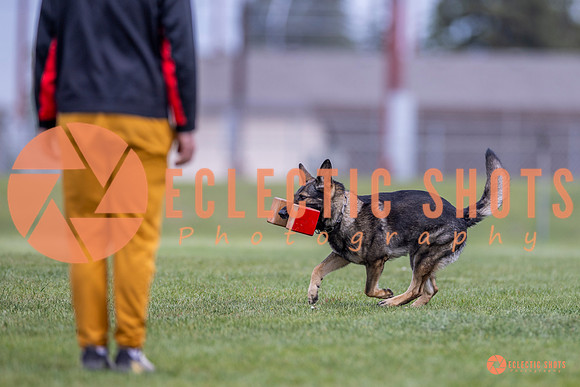 2025-K9Force-MayExams-6628