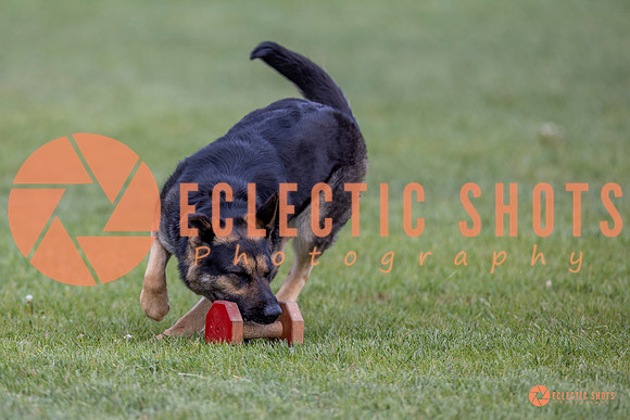 2025-K9Force-MayExams-6405
