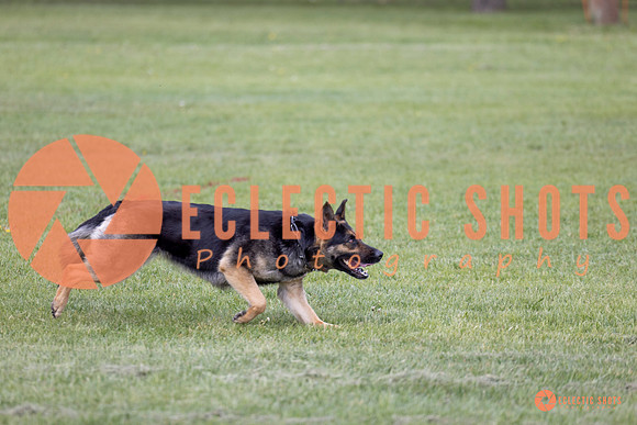 2025-K9Force-MayExams-5778