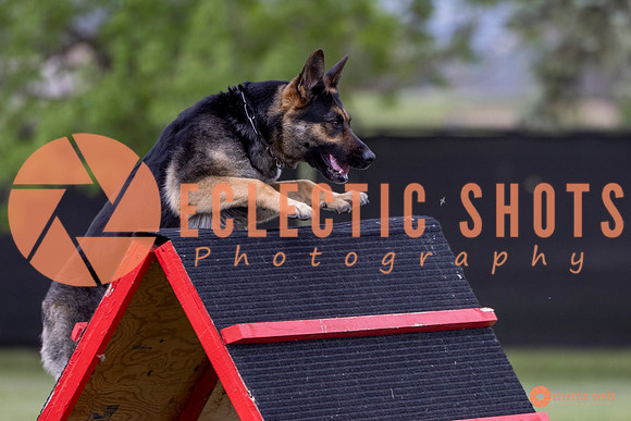2025-K9Force-MayExams-5757